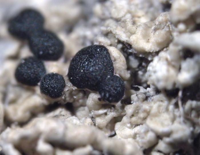 Mycoblastus sanguinarius (L.) Norman, 1853