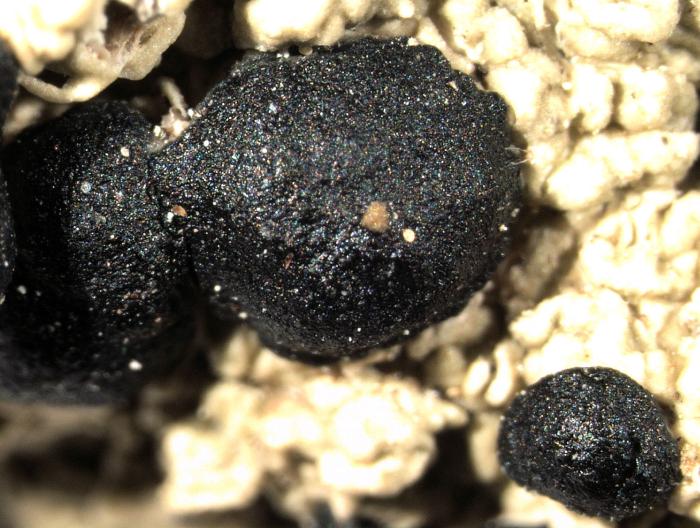 Mycoblastus sanguinarius (L.) Norman, 1853