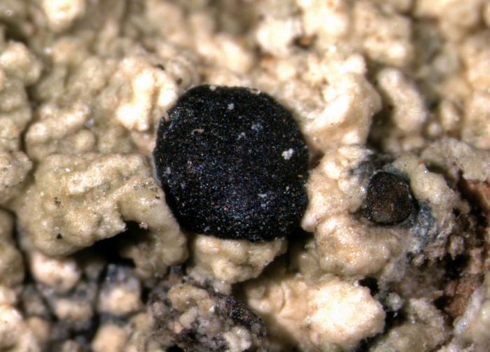 Mycoblastus sanguinarius (L.) Norman, 1853