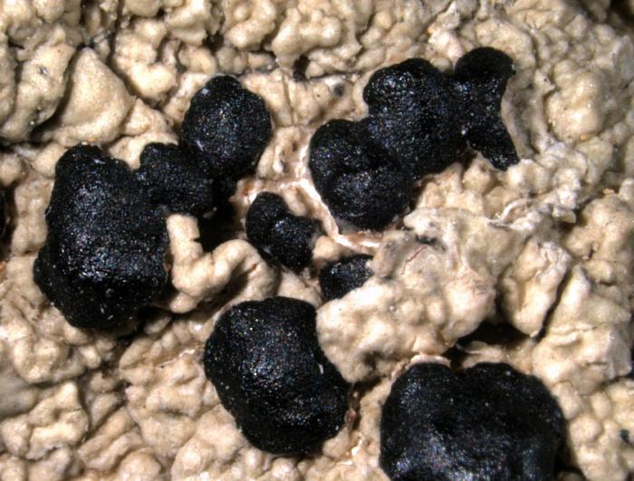 Mycoblastus sanguinarius (L.) Norman, 1853