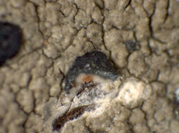 Mycoblastus sanguinarius (L.) Norman, 1853