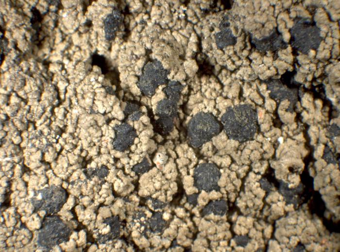 Mycoblastus sanguinarius (L.) Norman, 1853