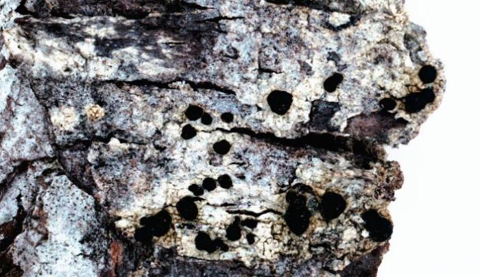 Mycoblastus sanguinarius (L.) Norman, 1853