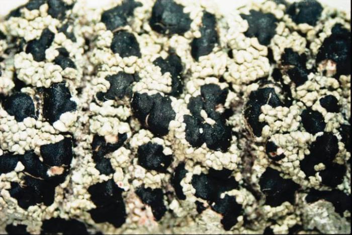 Mycoblastus sanguinarius (L.) Norman, 1853