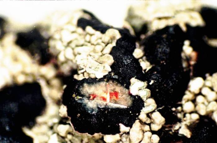 Mycoblastus sanguinarius (L.) Norman, 1853