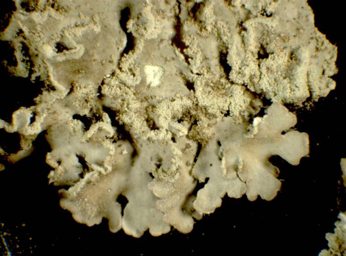 Detail of lobe with pruina and soralia / © Pier Luigi Nimis