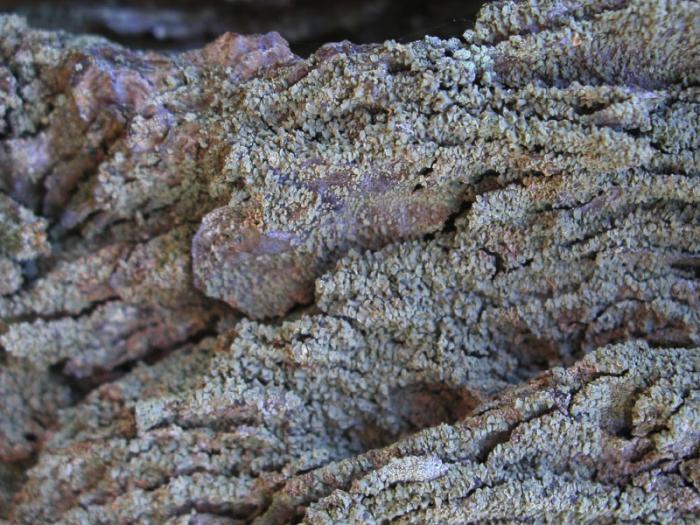 Hypocenomyce scalaris (Ach. ex Lilj.) M. Choisy, 1951