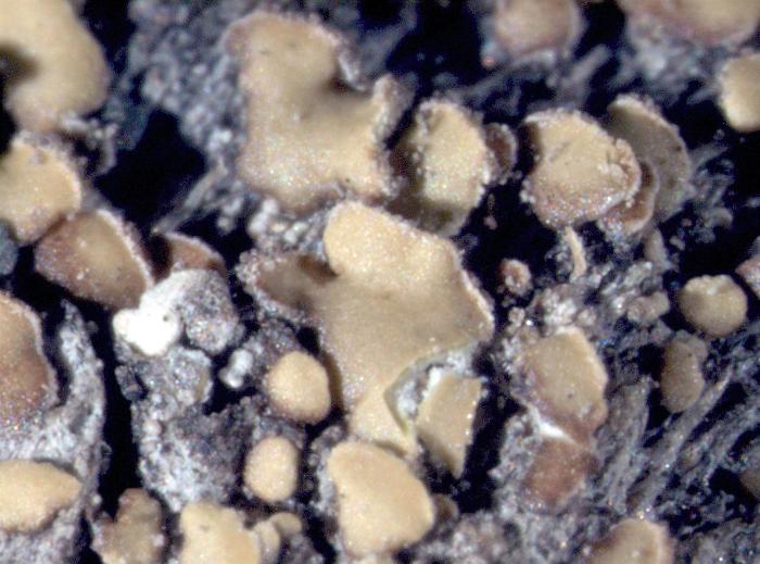 Hypocenomyce scalaris (Ach. ex Lilj.) M. Choisy, 1951