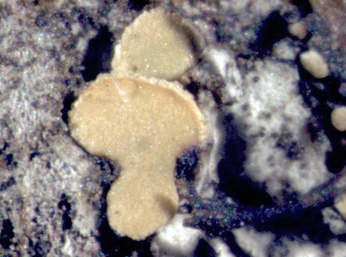 Hypocenomyce scalaris (Ach. ex Lilj.) M. Choisy, 1951