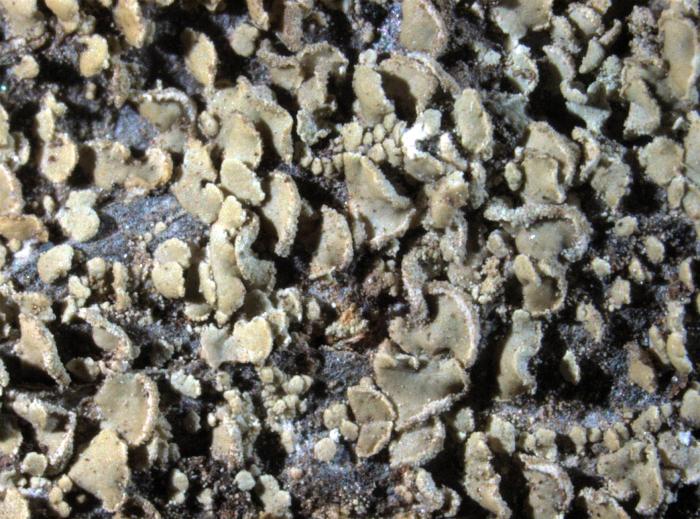 Hypocenomyce scalaris (Ach. ex Lilj.) M. Choisy, 1951