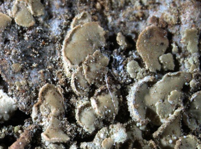 Hypocenomyce scalaris (Ach. ex Lilj.) M. Choisy, 1951