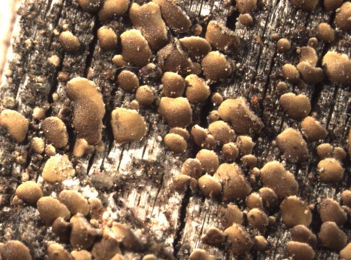 Hypocenomyce scalaris (Ach. ex Lilj.) M. Choisy, 1951