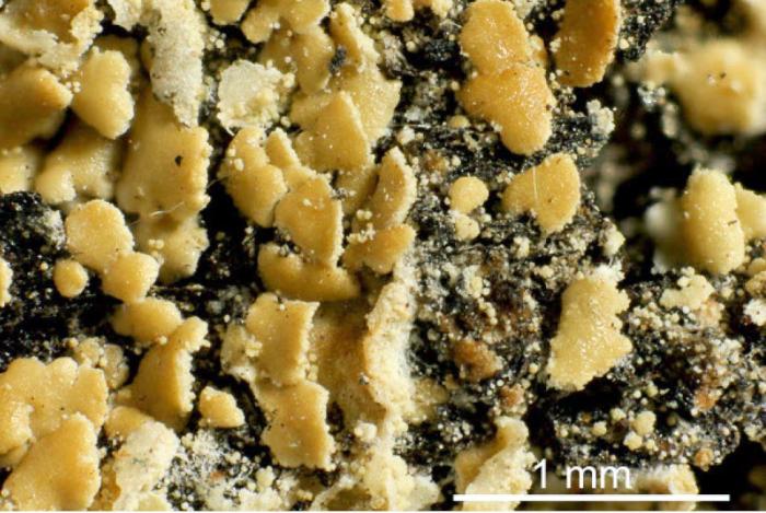 Hypocenomyce scalaris (Ach. ex Lilj.) M. Choisy, 1951