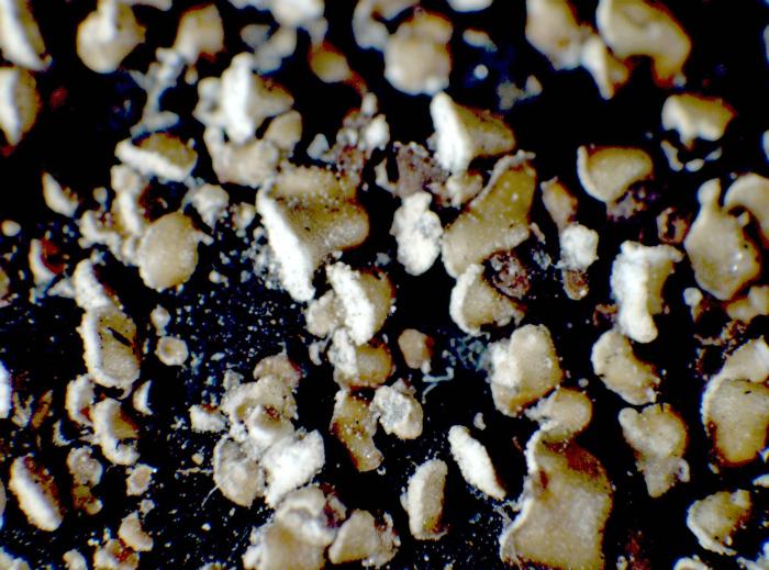 Hypocenomyce scalaris (Ach. ex Lilj.) M. Choisy, 1951