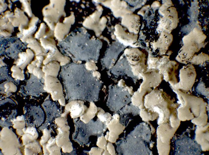 Hypocenomyce scalaris (Ach. ex Lilj.) M. Choisy, 1951