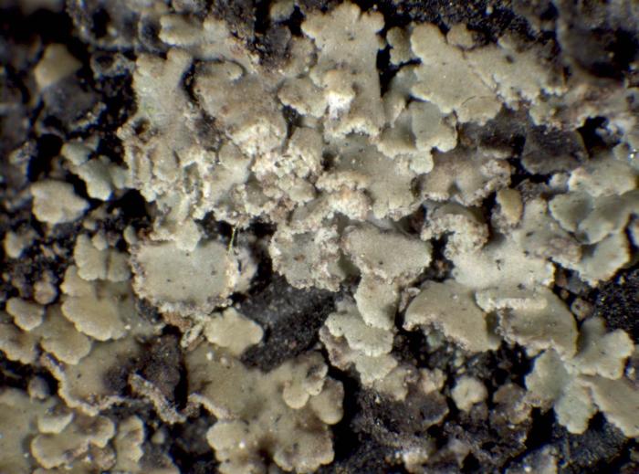Hypocenomyce scalaris (Ach. ex Lilj.) M. Choisy, 1951