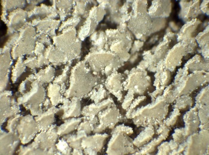 Hypocenomyce scalaris (Ach. ex Lilj.) M. Choisy, 1951