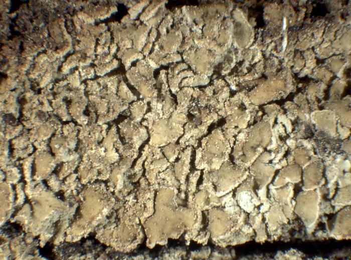 Hypocenomyce scalaris (Ach. ex Lilj.) M. Choisy, 1951
