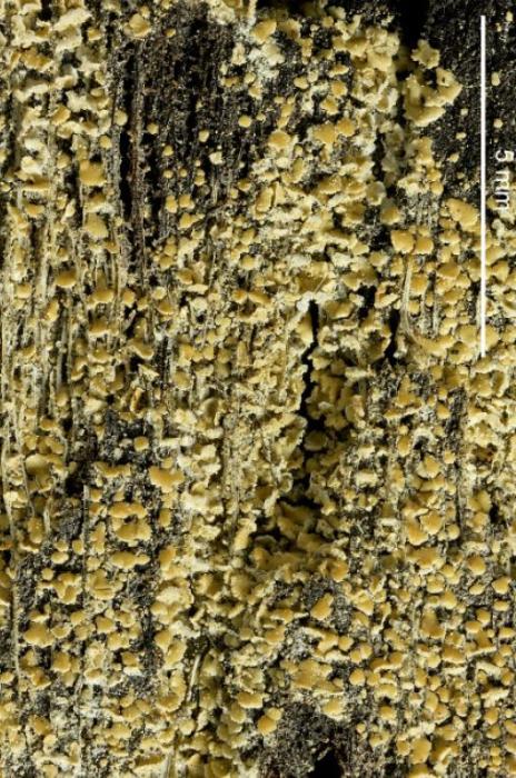 Hypocenomyce scalaris (Ach. ex Lilj.) M. Choisy, 1951