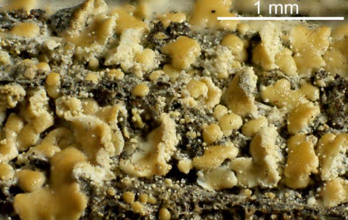 Hypocenomyce scalaris (Ach. ex Lilj.) M. Choisy, 1951
