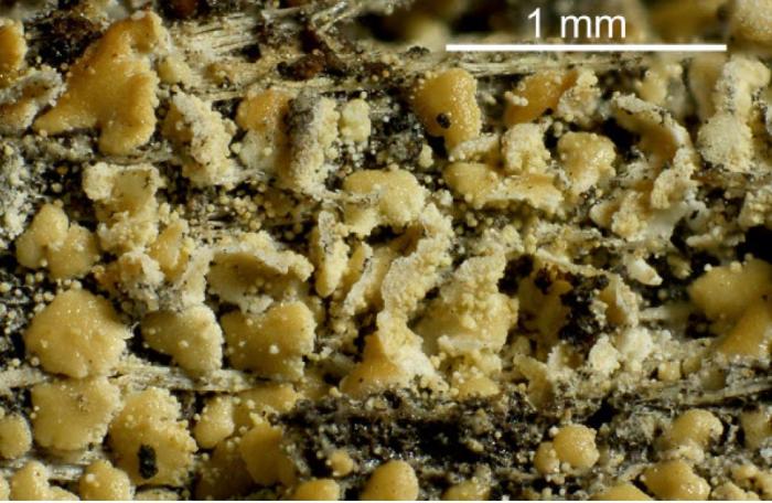 Hypocenomyce scalaris (Ach. ex Lilj.) M. Choisy, 1951