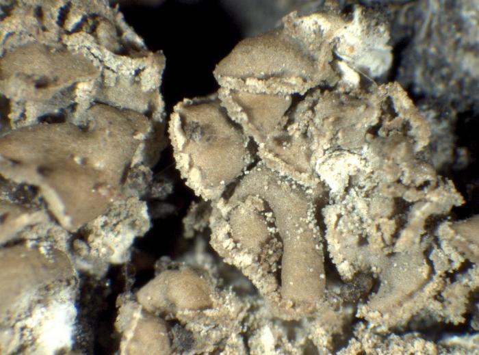 Hypocenomyce scalaris (Ach. ex Lilj.) M. Choisy, 1951
