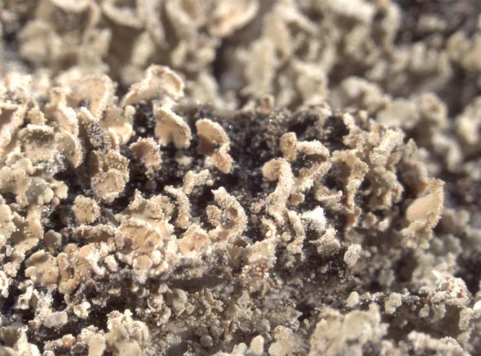Hypocenomyce scalaris (Ach. ex Lilj.) M. Choisy, 1951