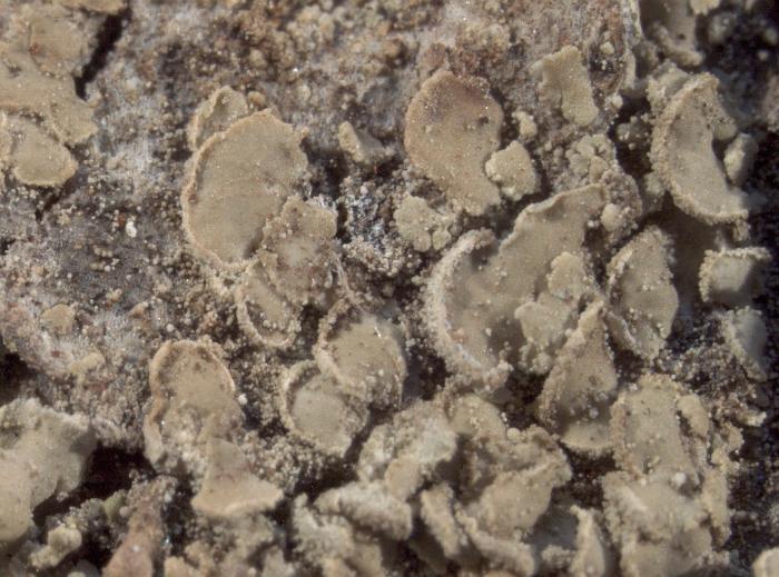Hypocenomyce scalaris (Ach. ex Lilj.) M. Choisy, 1951
