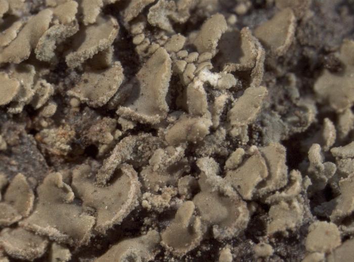 Hypocenomyce scalaris (Ach. ex Lilj.) M. Choisy, 1951