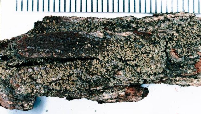 Hypocenomyce scalaris (Ach. ex Lilj.) M. Choisy, 1951