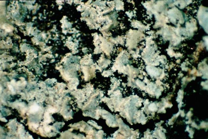 Hypocenomyce scalaris (Ach. ex Lilj.) M. Choisy, 1951