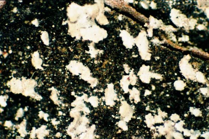 Hypocenomyce scalaris (Ach. ex Lilj.) M. Choisy, 1951