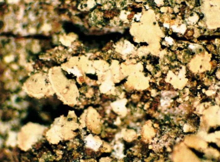 Hypocenomyce scalaris (Ach. ex Lilj.) M. Choisy, 1951