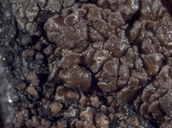 Carbonicola anthracophila (Nylander) Bendiksby & Timdal, 2013