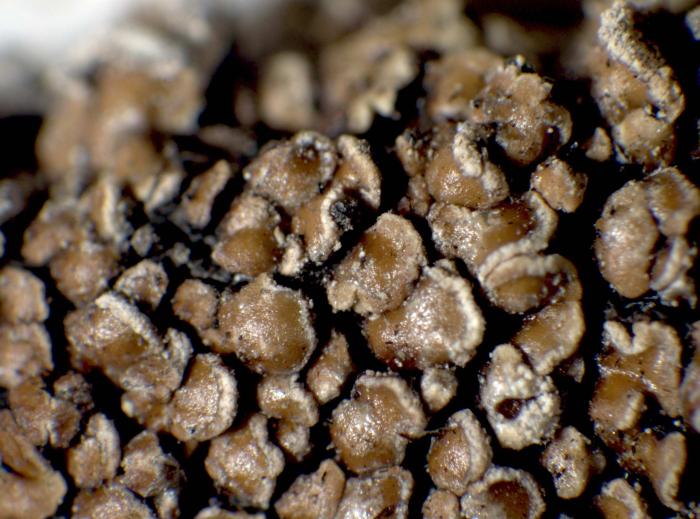 Carbonicola anthracophila (Nylander) Bendiksby & Timdal, 2013