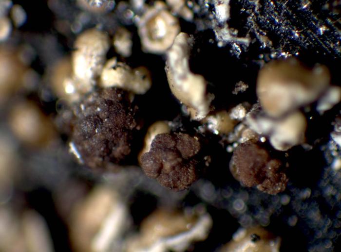 Carbonicola anthracophila (Nylander) Bendiksby & Timdal, 2013