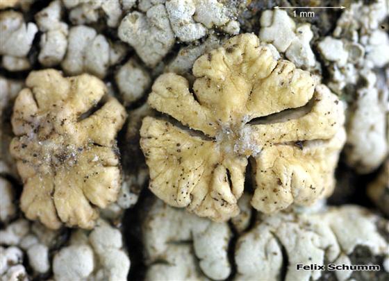 Placopsis gelida (L.) Linds., 1866