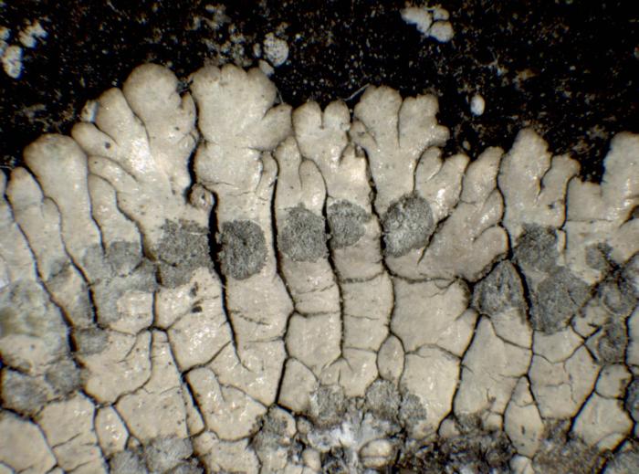 Placopsis gelida (L.) Linds., 1866