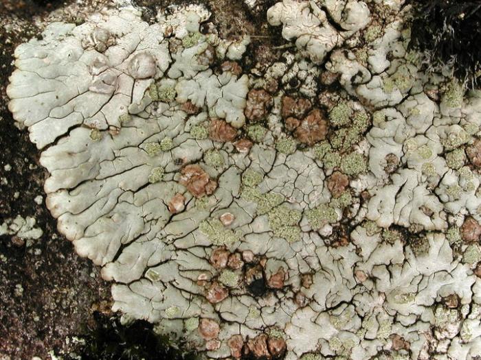 Placopsis gelida (L.) Linds., 1866
