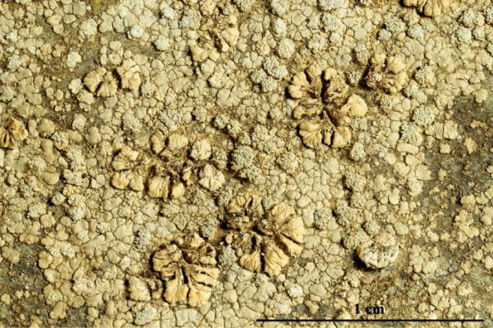 Placopsis gelida (L.) Linds., 1866