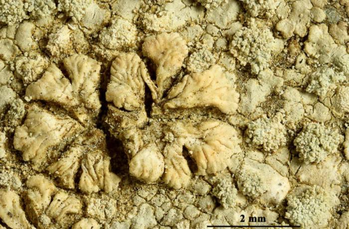 Placopsis gelida (L.) Linds., 1866