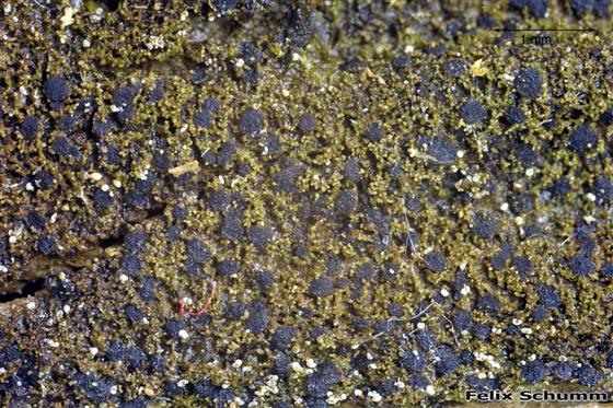 Placynthiella icmalea (Ach.) Coppins & P. James, 1984