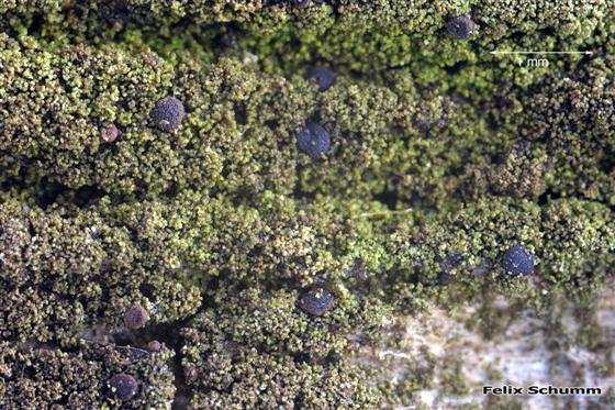Placynthiella icmalea (Ach.) Coppins & P. James, 1984
