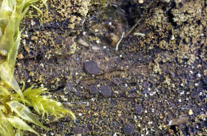 Placynthiella icmalea (Ach.) Coppins & P. James, 1984