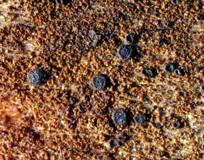 Placynthiella icmalea (Ach.) Coppins & P. James, 1984