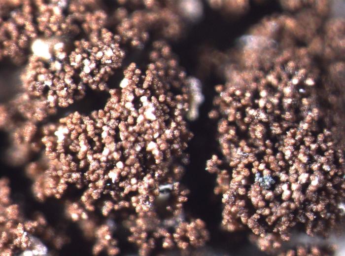 Placynthiella icmalea (Ach.) Coppins & P. James, 1984