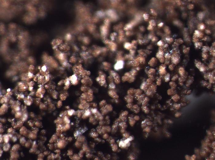 Placynthiella icmalea (Ach.) Coppins & P. James, 1984