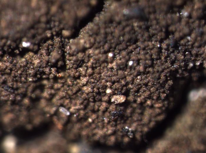 Placynthiella icmalea (Ach.) Coppins & P. James, 1984