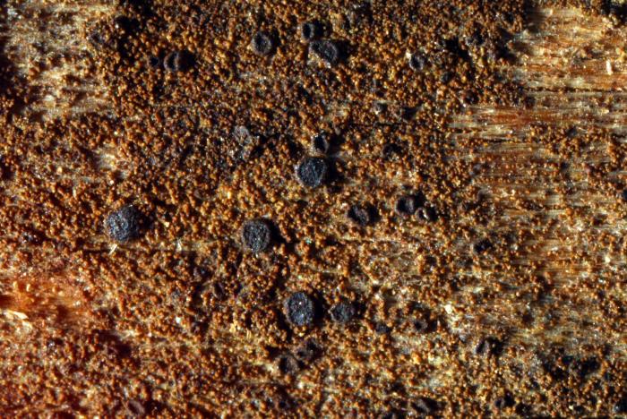 Placynthiella icmalea (Ach.) Coppins & P. James, 1984