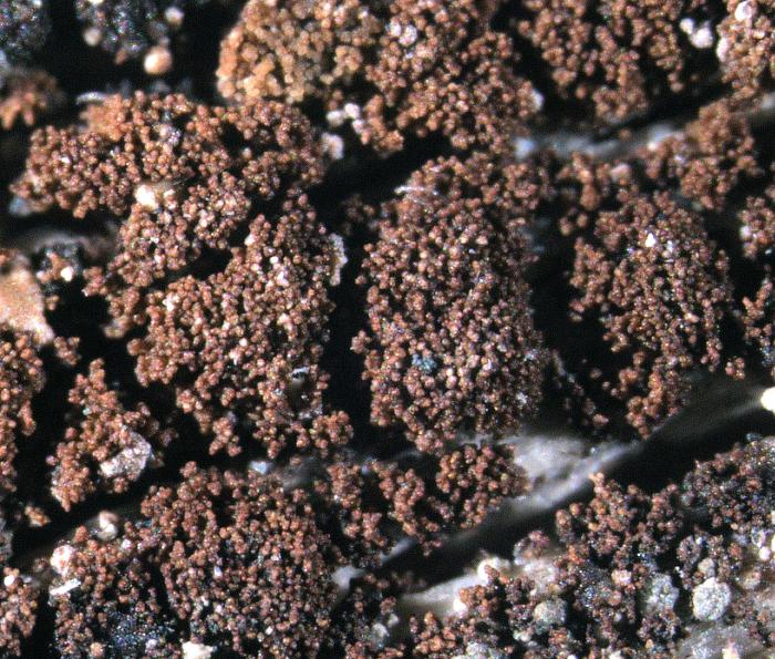 Placynthiella icmalea (Ach.) Coppins & P. James, 1984